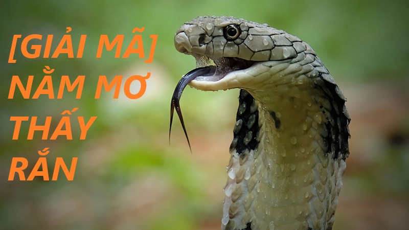 Giải mã giấc mơ thấy rắn và con số may mắn liên quan tại Gemwin